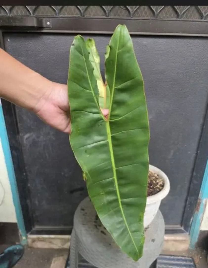 フィロデンドロン・ビレッティアエ 斑入り（大株)