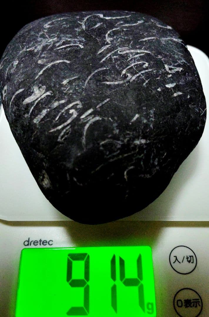 ★貝化石★糸魚川来馬層【大所川・転石・川ズレ・ウブ914ｇ】