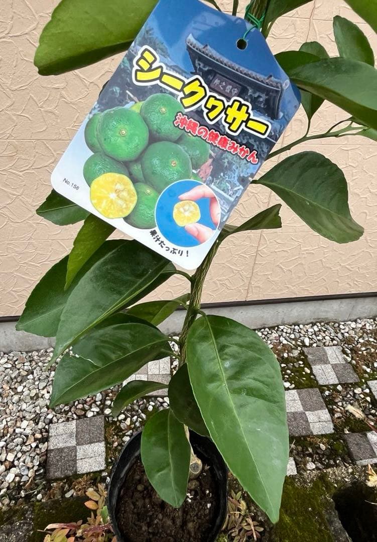 シークヮーサー(ヒラミレモン)大苗 接ぎ木苗木 2年
