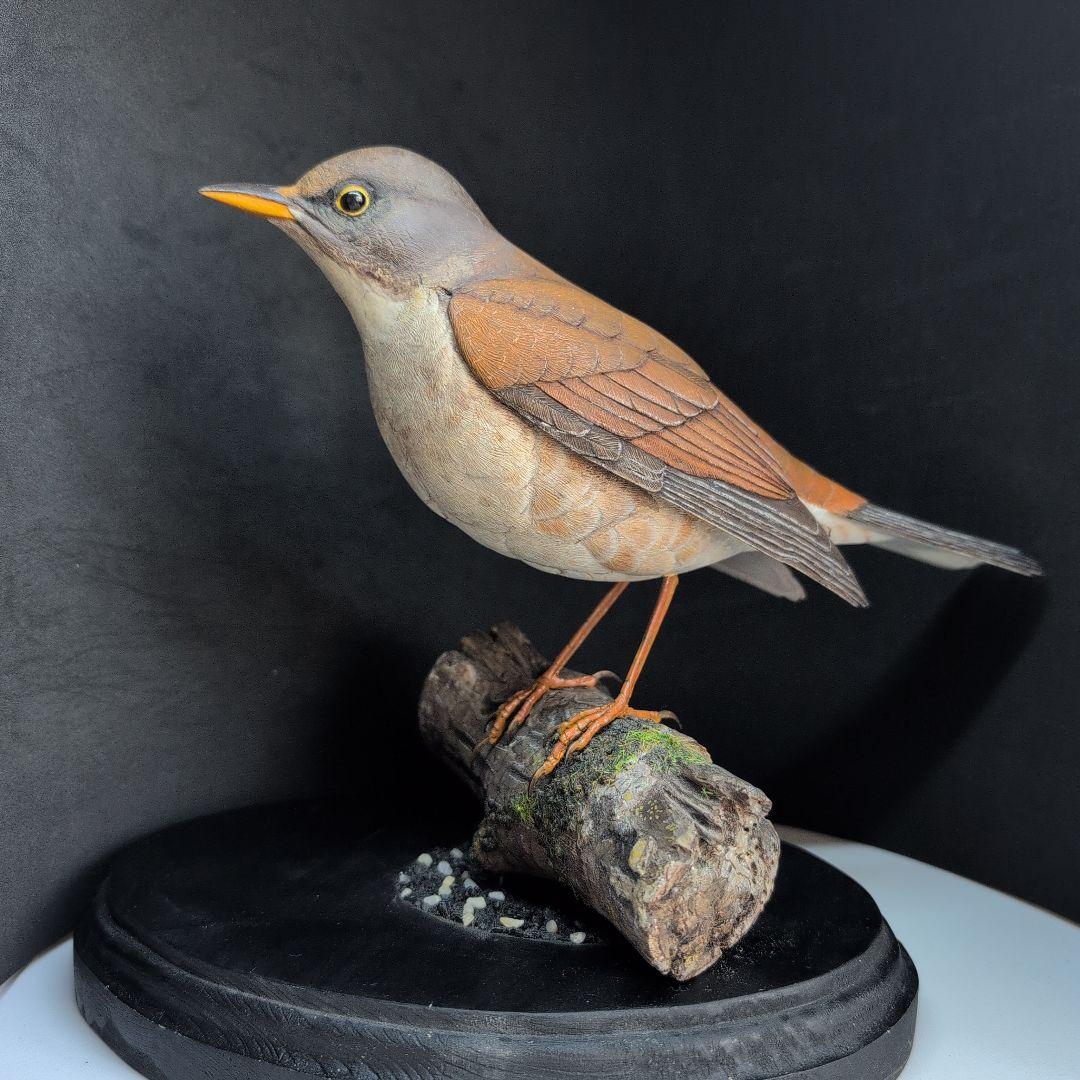 リアルな木製の野鳥　「シロハラ」野鳥彫刻バードカービング　木彫りの野鳥