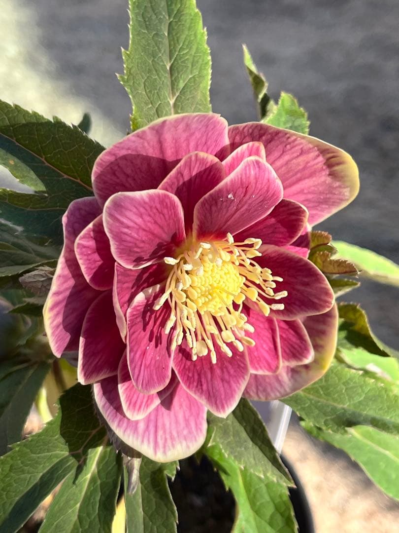 クリスマスローズ　認定タグ付き　ソレイユ　イエローベース　dd