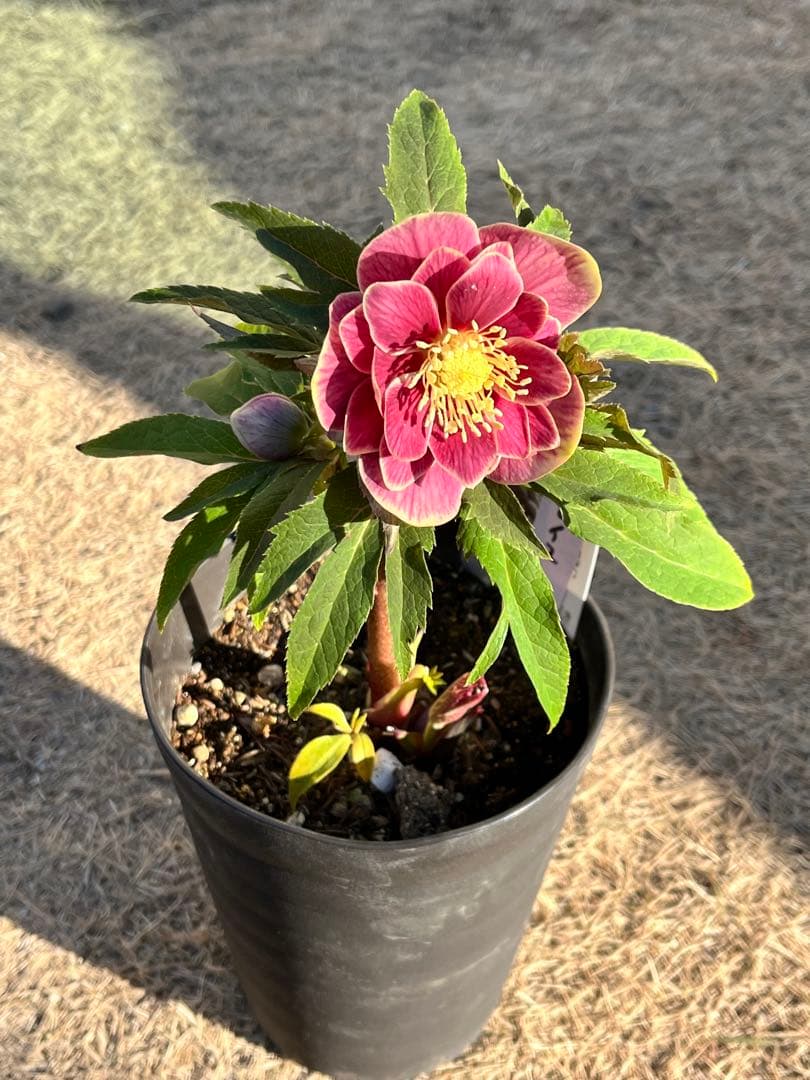 クリスマスローズ　認定タグ付き　ソレイユ　イエローベース　dd