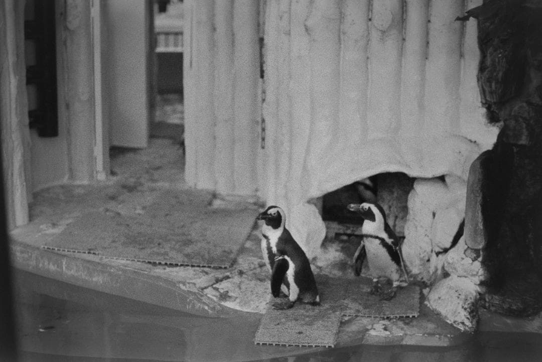 フィルムカメラ Nikon FE2 ai nikkor 50mm f2