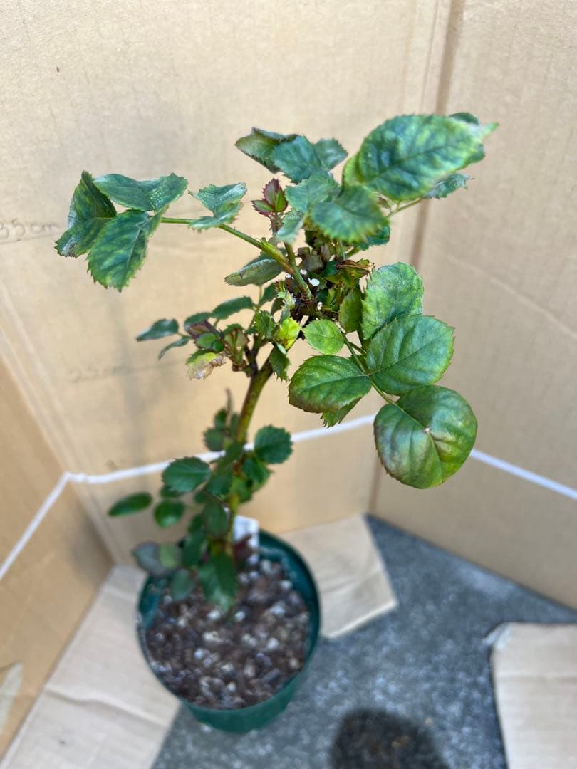 「Hi33」 切り花品種バラ苗　レアバラ 2点