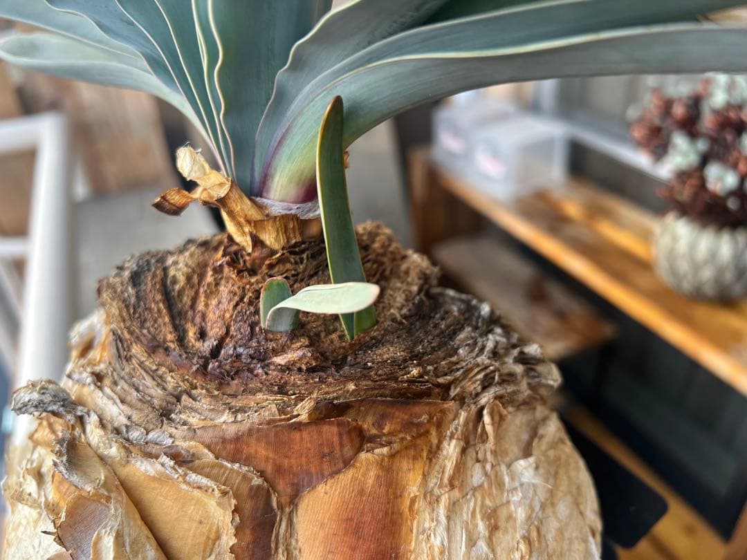 Boophane/mathis 塊根植物