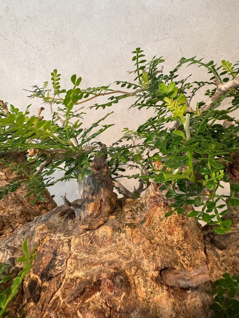 【パキプー】オペルクリカリア　パキプス　発根済み　みやび鉢