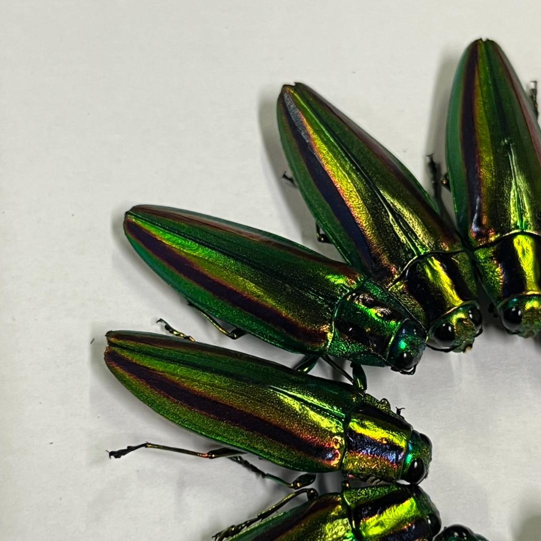 千葉県産　ヤマトタマムシ　４㎝以上11頭　上翅82枚　標本用　装飾用