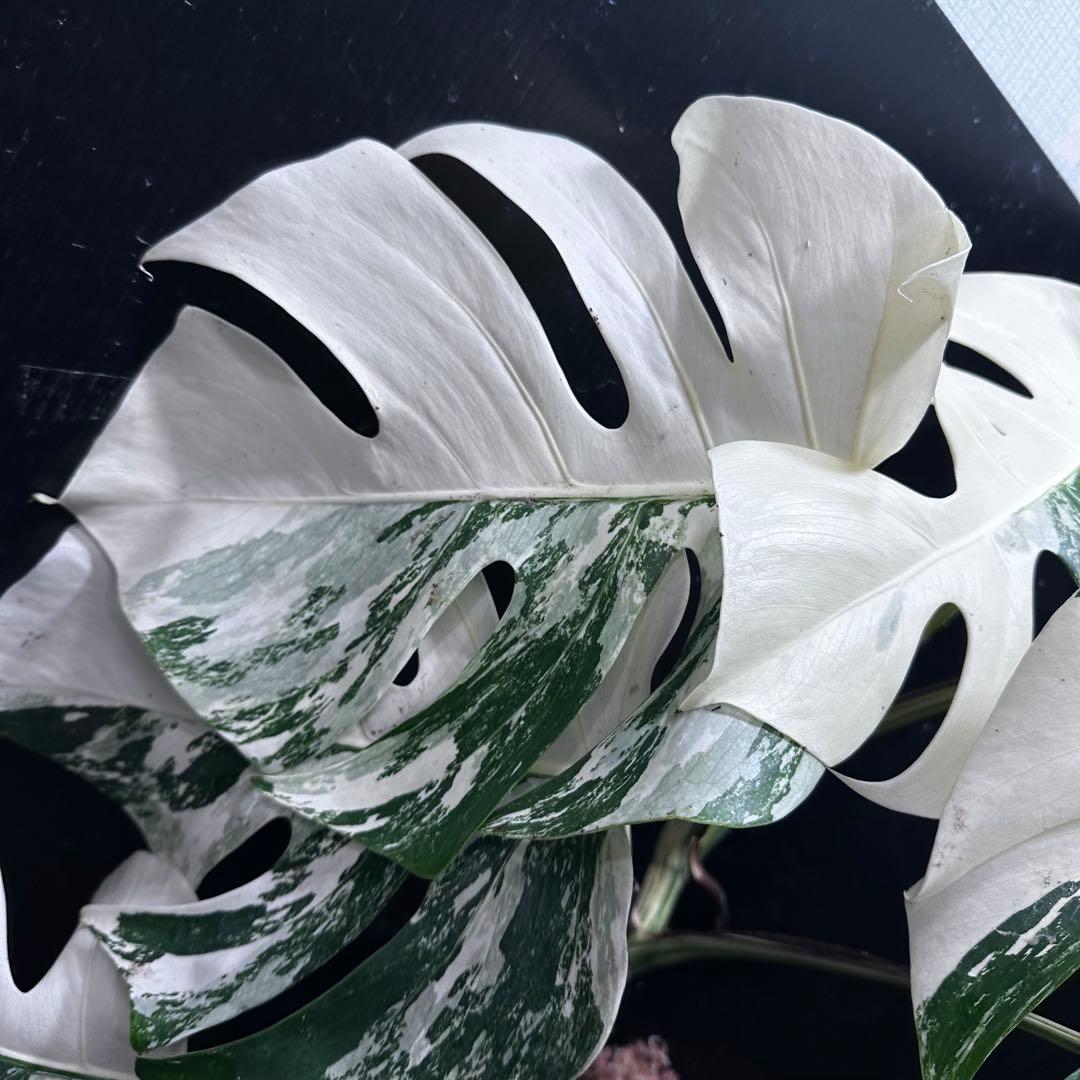 ひ*★様 斑入りモンステラ ホワイトタイガー極美大株52cm白斑多
