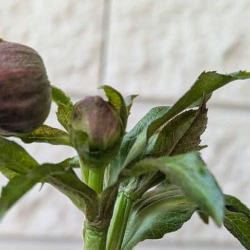 クリスマスローズ　彗星　4号　鉢　購入希望　コメントより