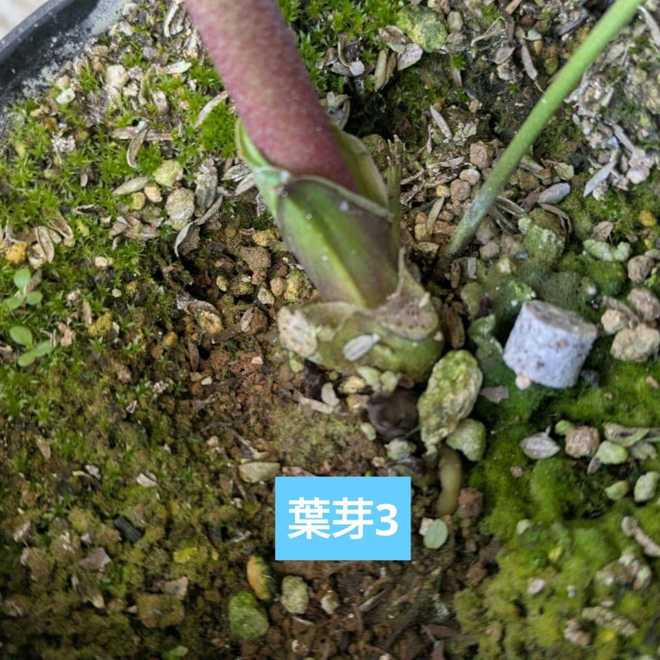 クリスマスローズ　彗星　4号　鉢　購入希望　コメントより