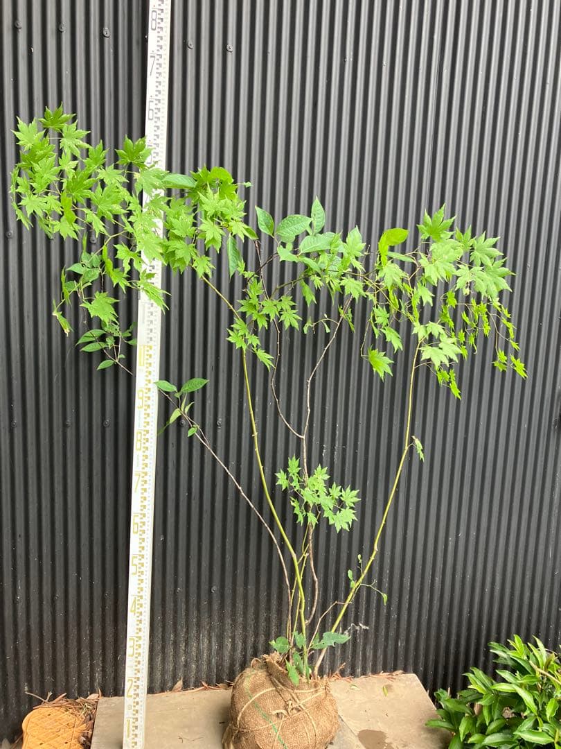 hiroooです！ 山採り　ヤマモミジ　ウワミズザクラ　混合株