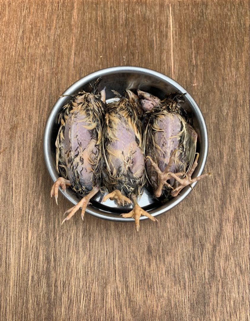 冷凍ウズラ5kg×5段【送料込】