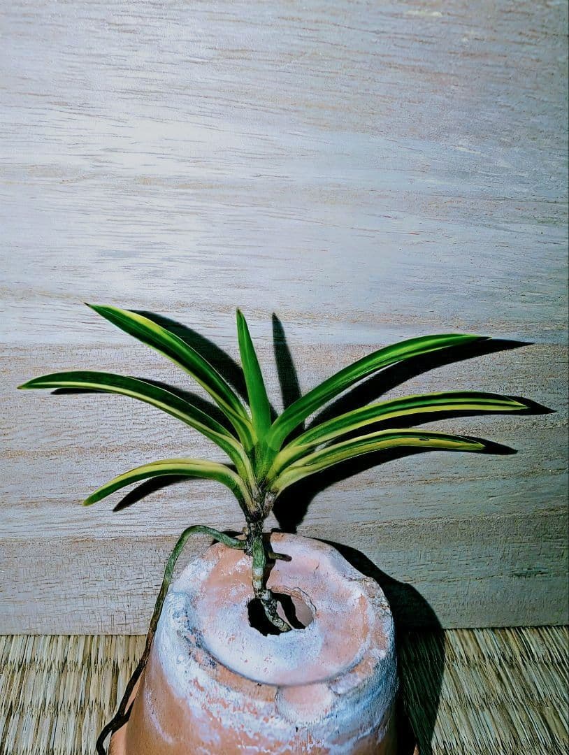 【♪金・黒祭り♪】富貴蘭　カラス黒牡丹縞（関東で人気の希少黒牡丹）