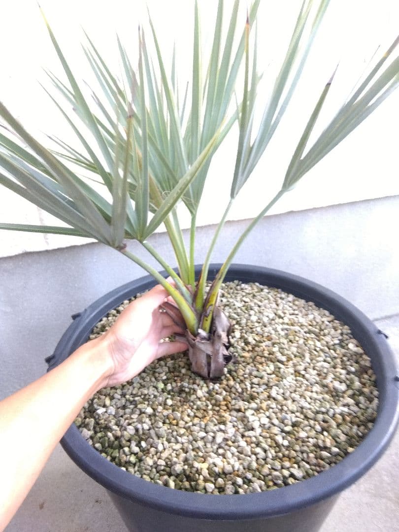 ナンノロプス　アラビカシルバー　15号鉢つき　大株❗