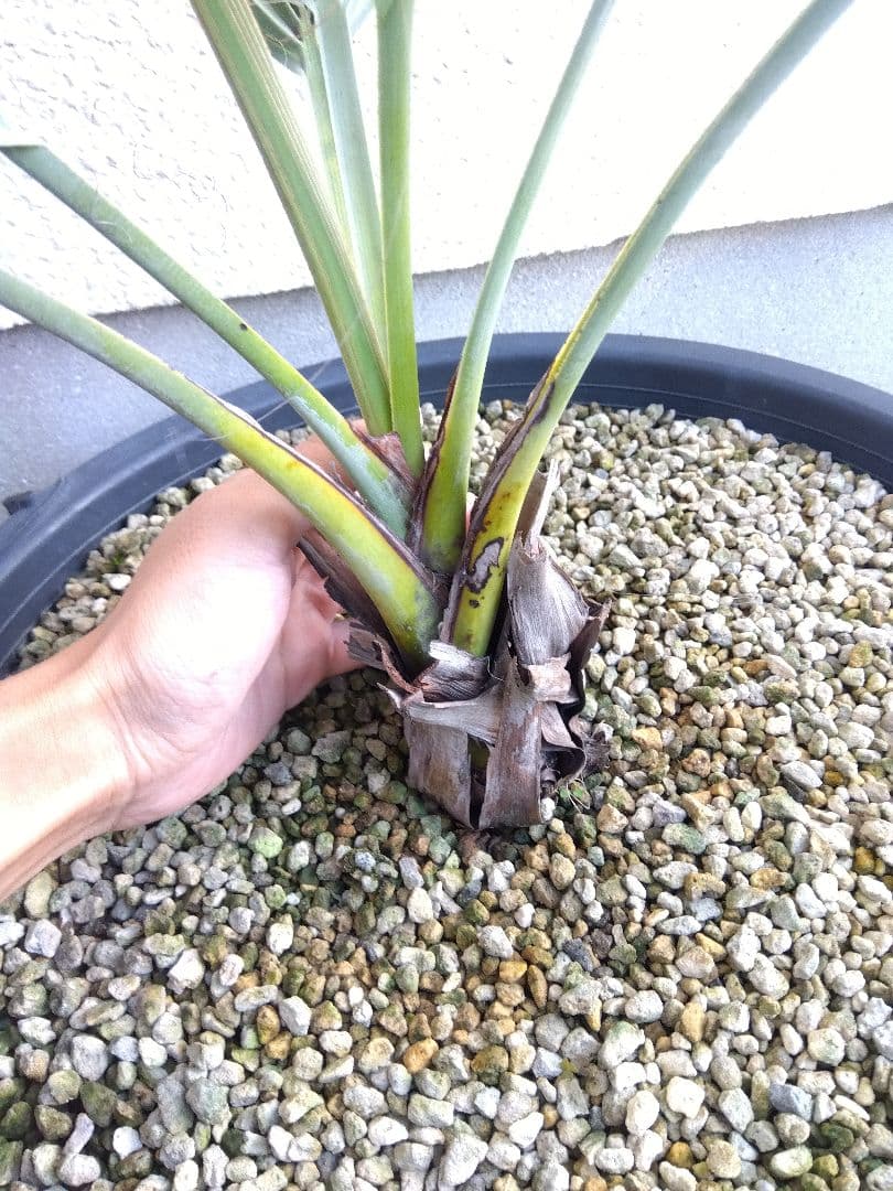 ナンノロプス　アラビカシルバー　15号鉢つき　大株❗