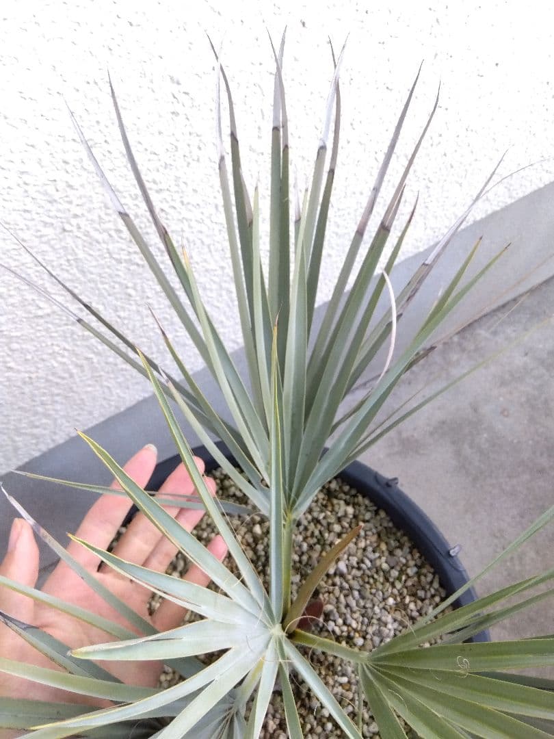 ナンノロプス　アラビカシルバー　15号鉢つき　大株❗