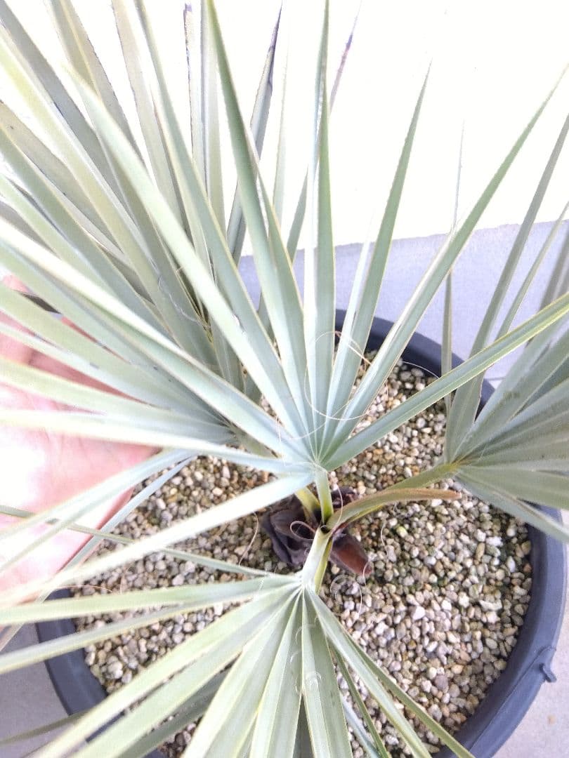 ナンノロプス　アラビカシルバー　15号鉢つき　大株❗