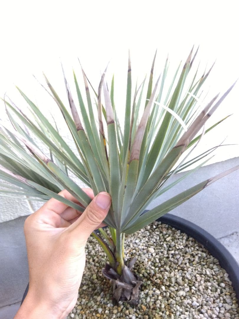 ナンノロプス　アラビカシルバー　15号鉢つき　大株❗