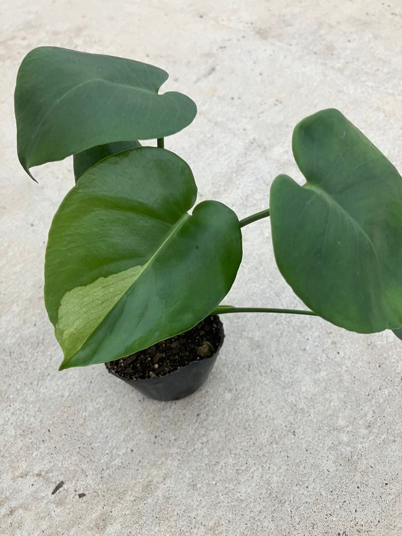 モンステラ斑入り　デリシオーサ実生苗　10鉢セット