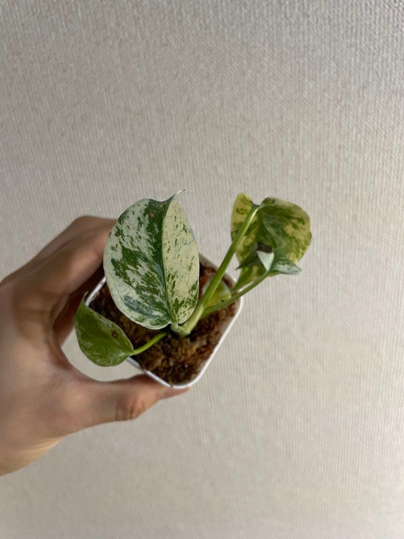 み*様 モンステラ　デリシオーサ　ミント