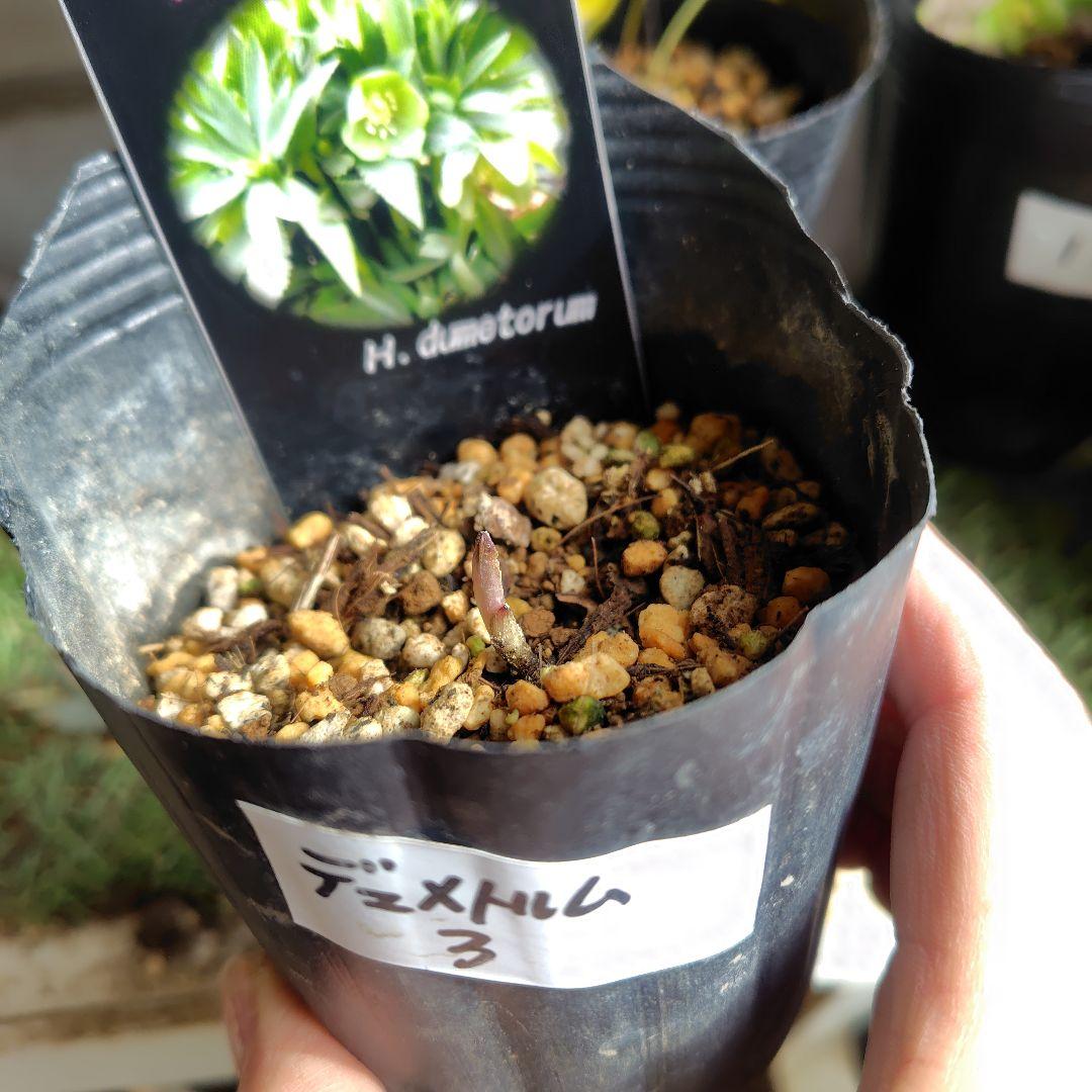 【原種】クリスマスローズ４種類５ポット