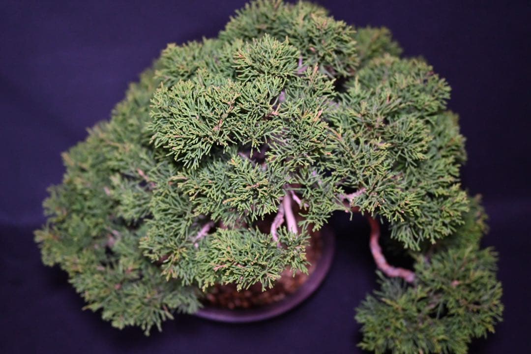 武*典様 糸魚川真柏　盆栽