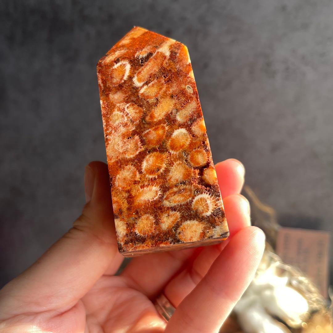 フォッシル コーラル 天然カラー ポイント