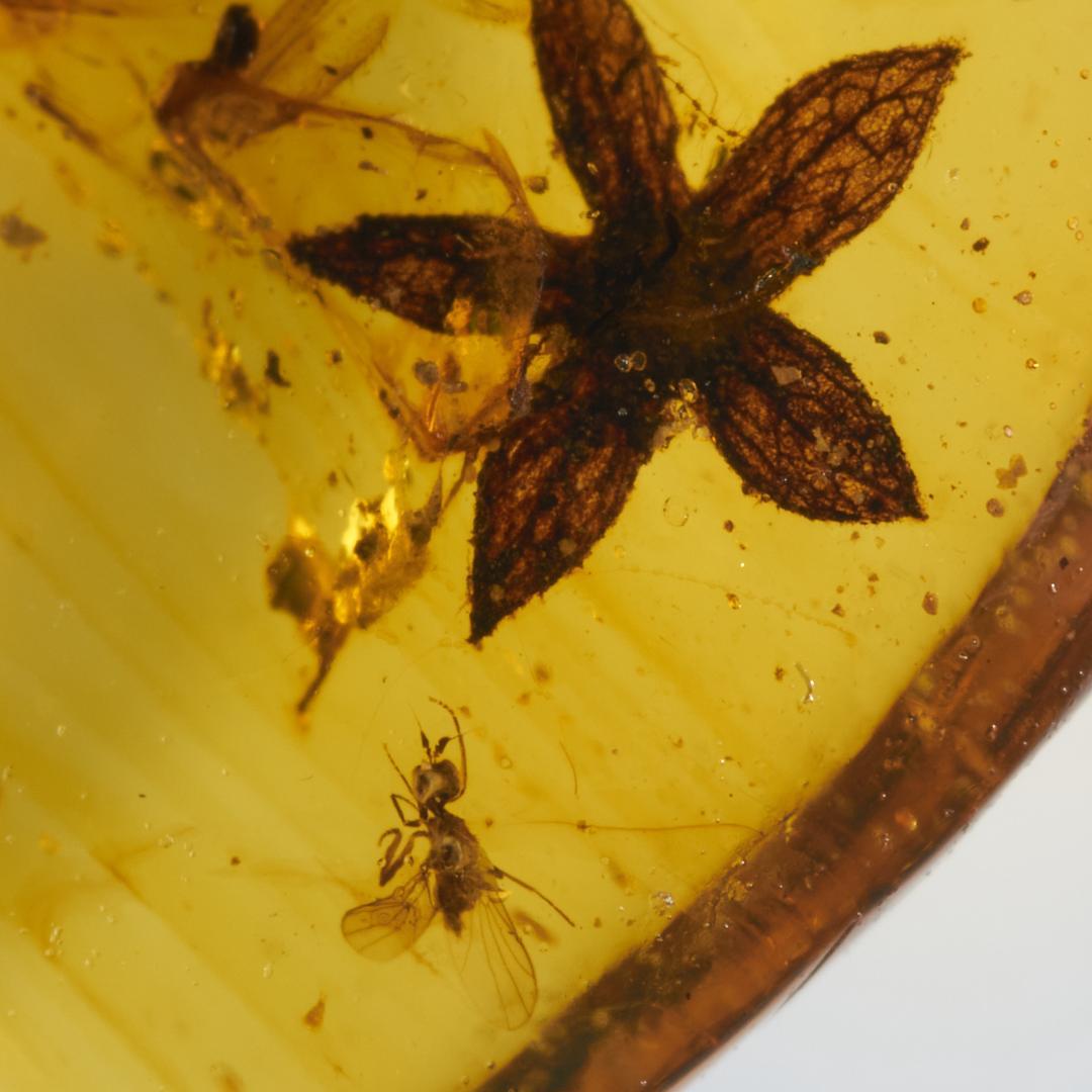 レア極上品 PA0004虫入り琥珀化石　ミャンマーカムティかタナイ9900万年前