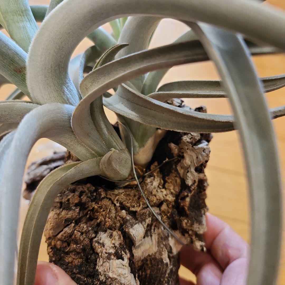 ティランジア 多頭 ロッテアエ