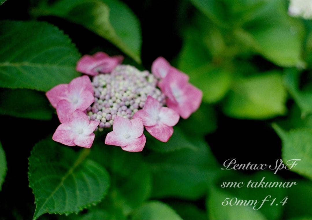 pentax spf（ブラック&ホワイト）本革外装★f1.4＊完動品＊初期保証