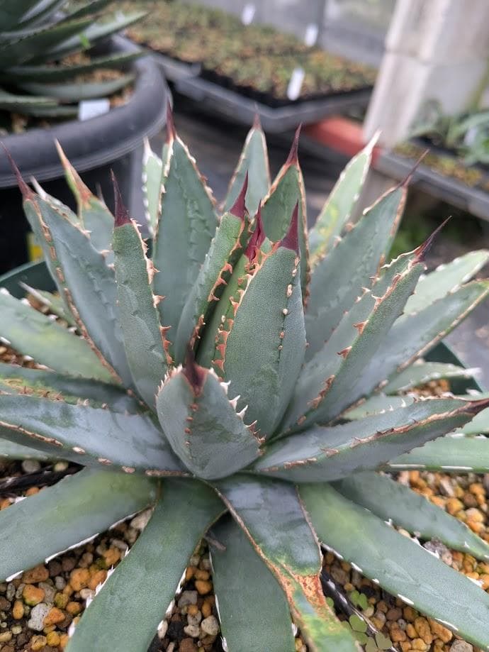 C3 アガベ　ユタエンシスx笹の雪　ハイブリッド　交配種