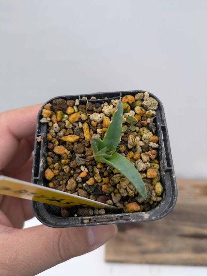 C3 アガベ　ユタエンシスx笹の雪　ハイブリッド　交配種