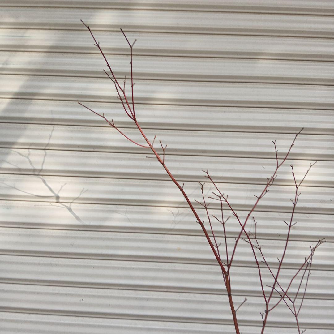 コハウチワカエデ　山採り　⑥