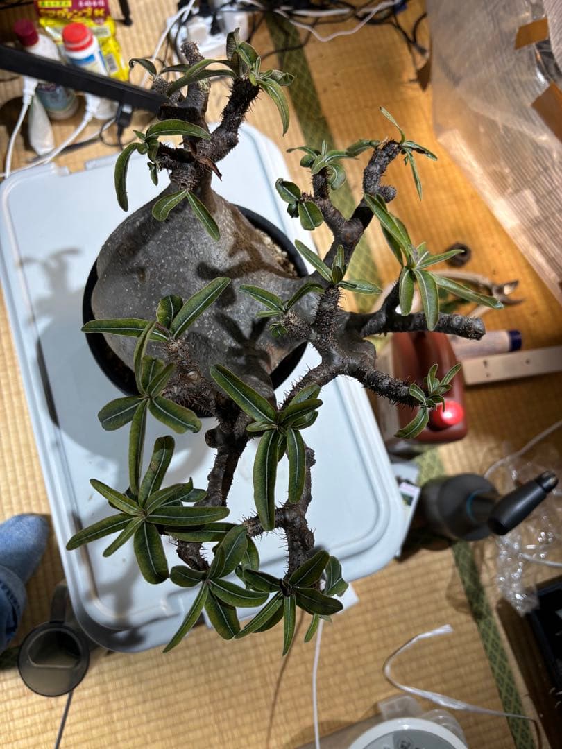 パキポディウム　グラキリス 扁平　大株