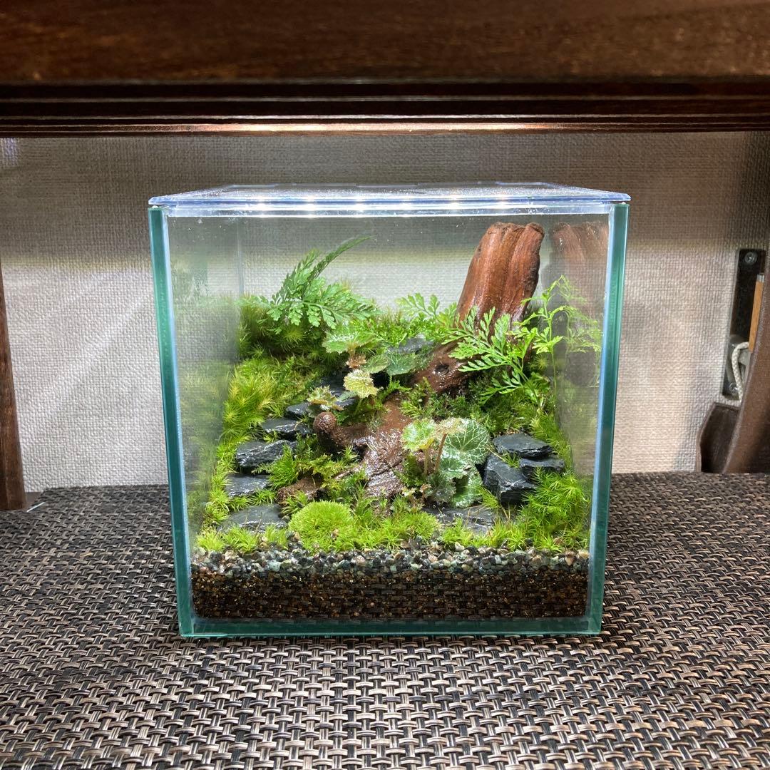 苔テラリウム　コレクション2