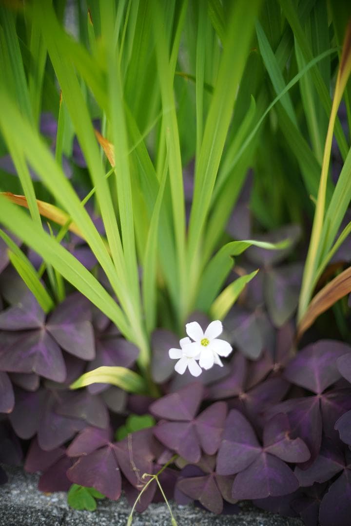 Olympus F.Zuiko Auto-S 38mm F1.8 TTLモデル