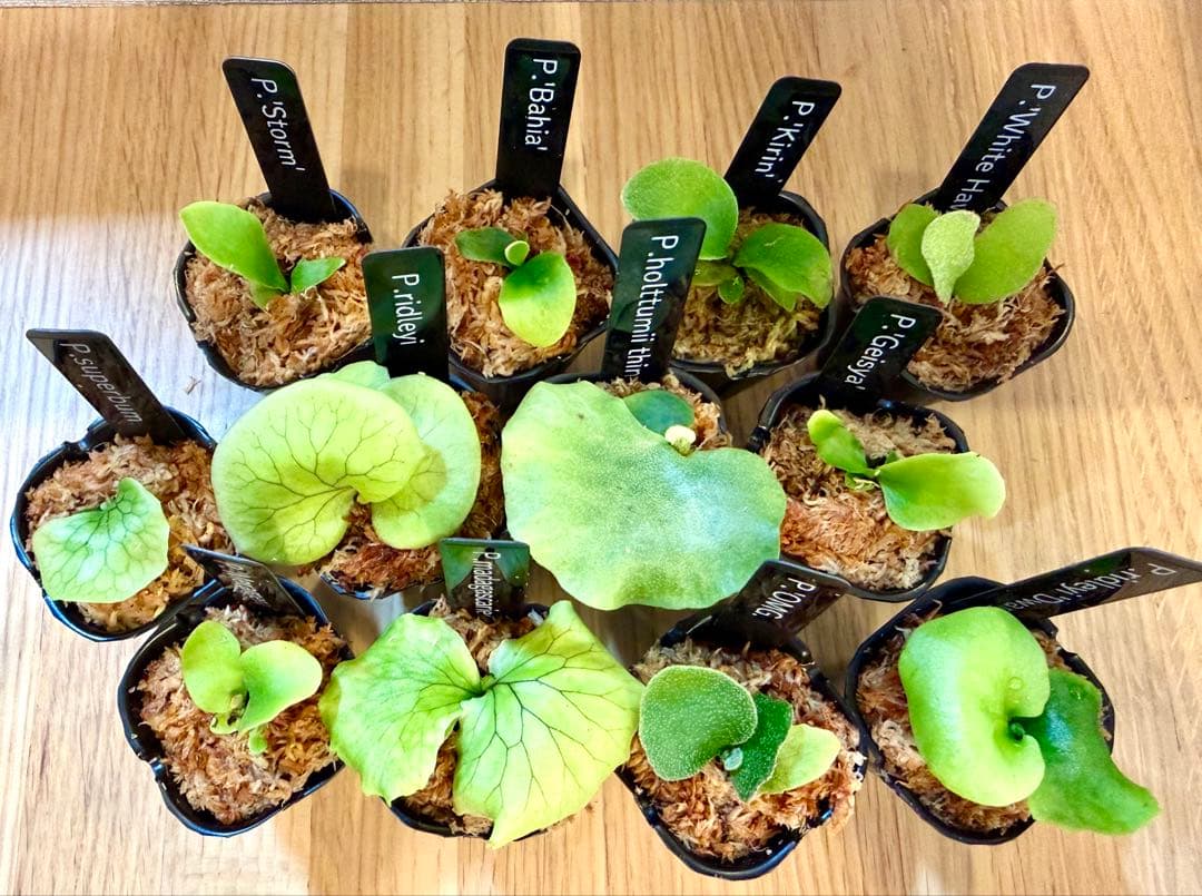 ビカクシダ　セット　OMG　マダガスカリエンセ　リドレイドワーフなど