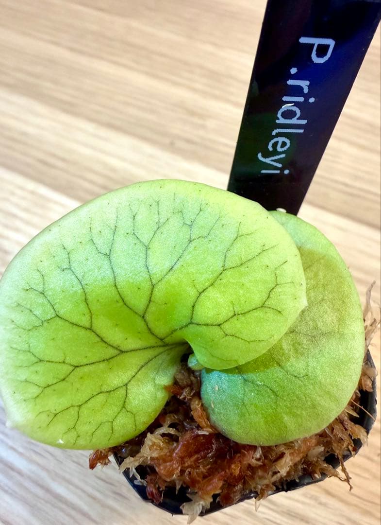 ビカクシダ　セット　OMG　マダガスカリエンセ　リドレイドワーフなど