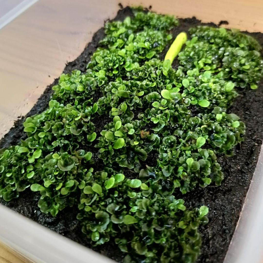 P.little crown dwarf 前葉体