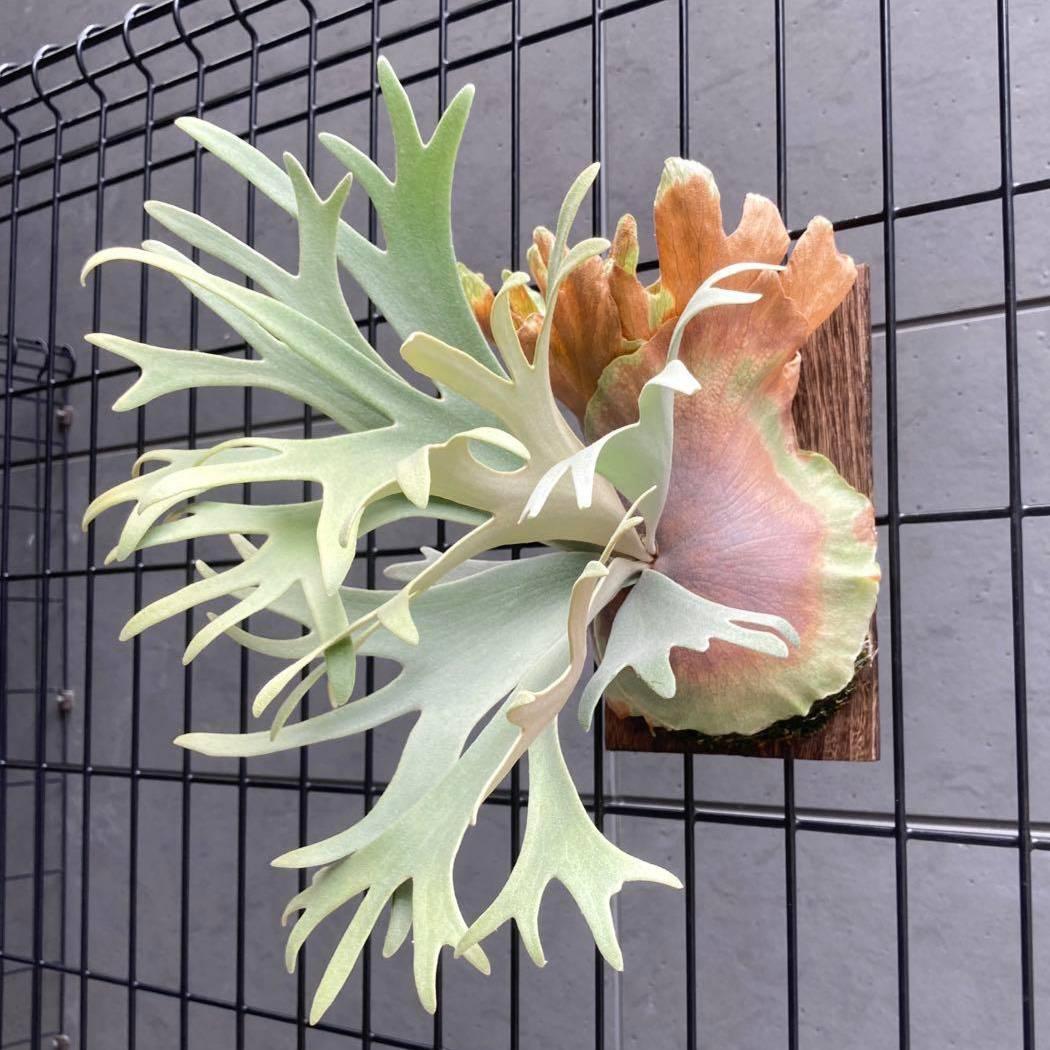 P.little crown dwarf 前葉体