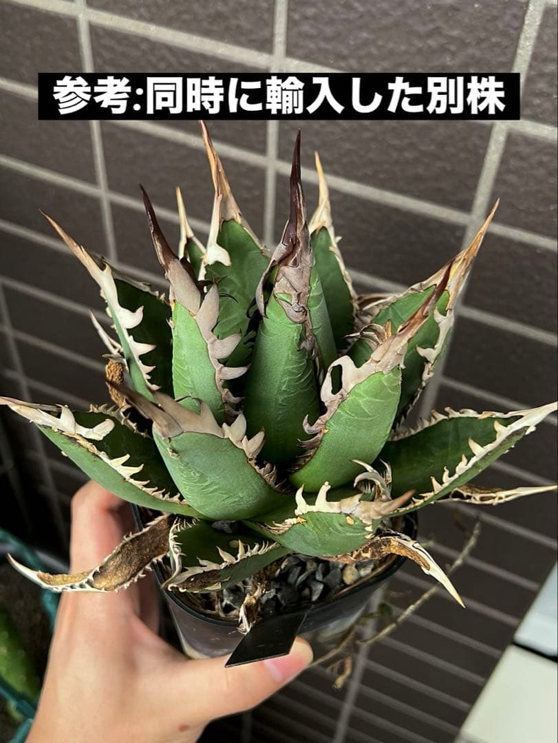 【希少株】Agave “X” アガベ エックス/ホワイトファング 子株