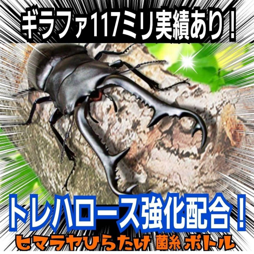 極上！ヒマラヤひらたけ菌糸瓶　特大1500ml【6本】国産オオクワ85ミリ実績！