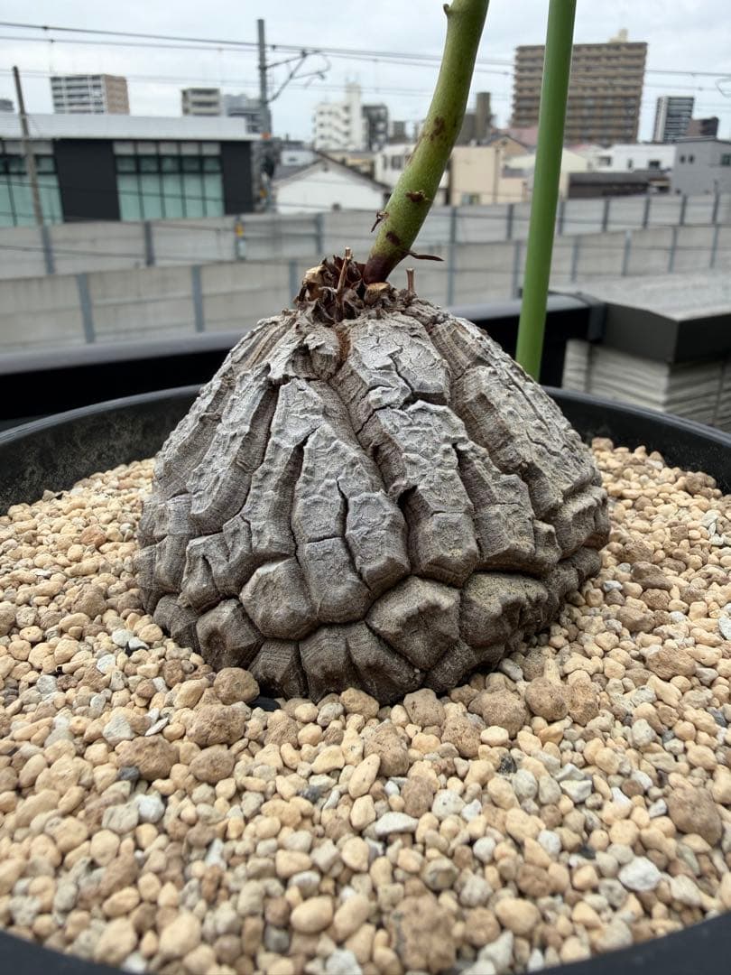 【タイムセール】アフリカ亀甲竜 / 塊根 コーデックス 多肉 冬型