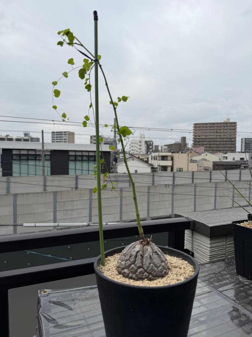 【タイムセール】アフリカ亀甲竜 / 塊根 コーデックス 多肉 冬型