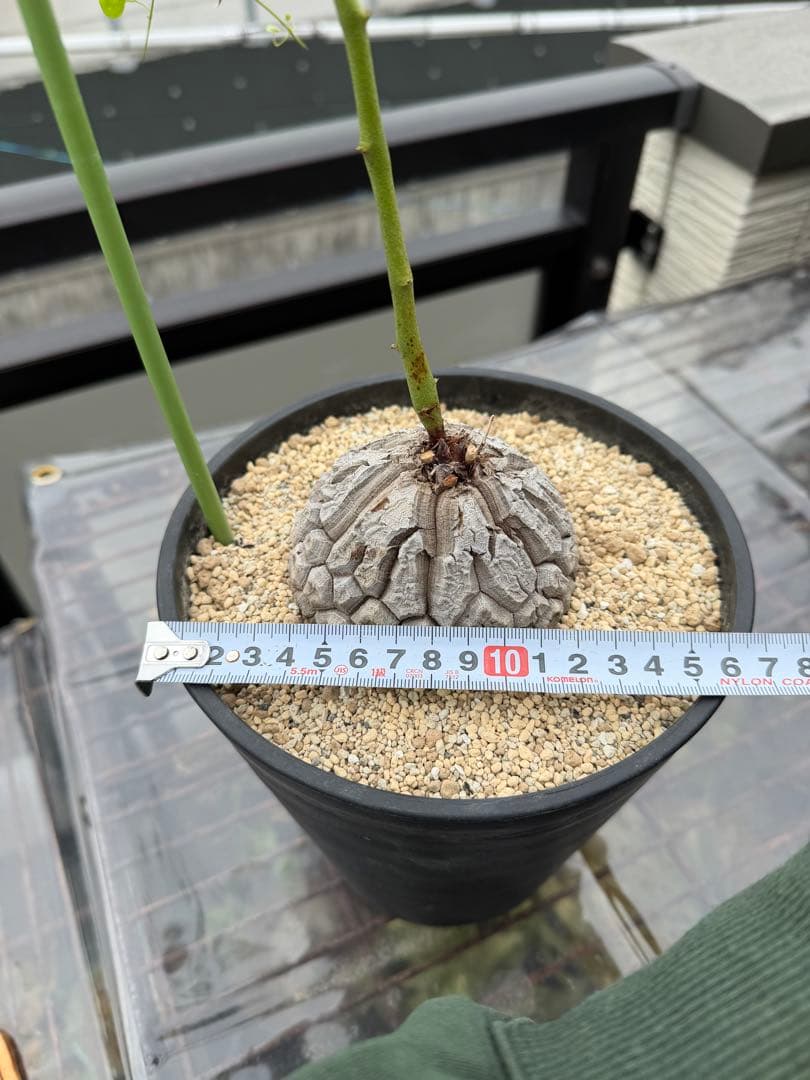 【タイムセール】アフリカ亀甲竜 / 塊根 コーデックス 多肉 冬型