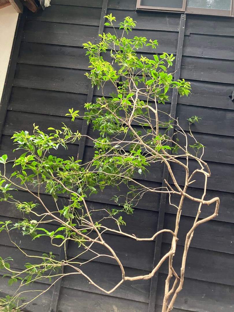 7 山採り　アセビ