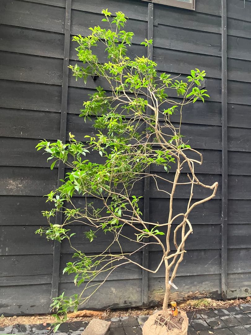 7 山採り　アセビ