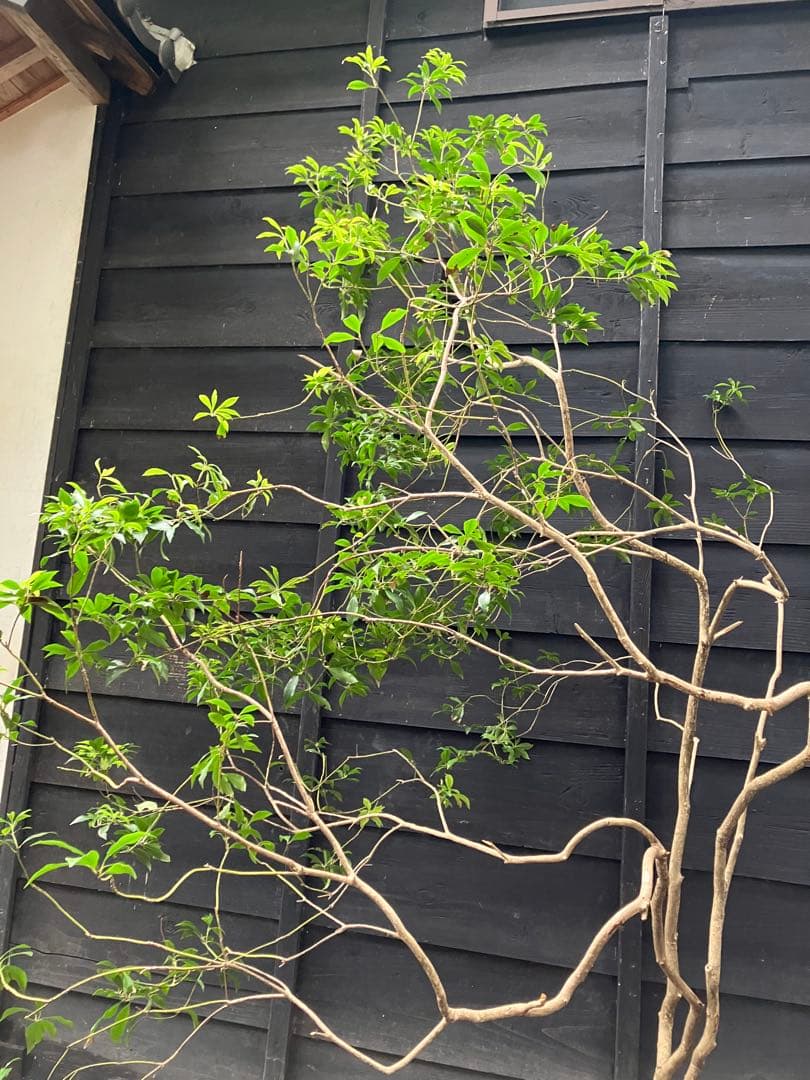 7 山採り　アセビ