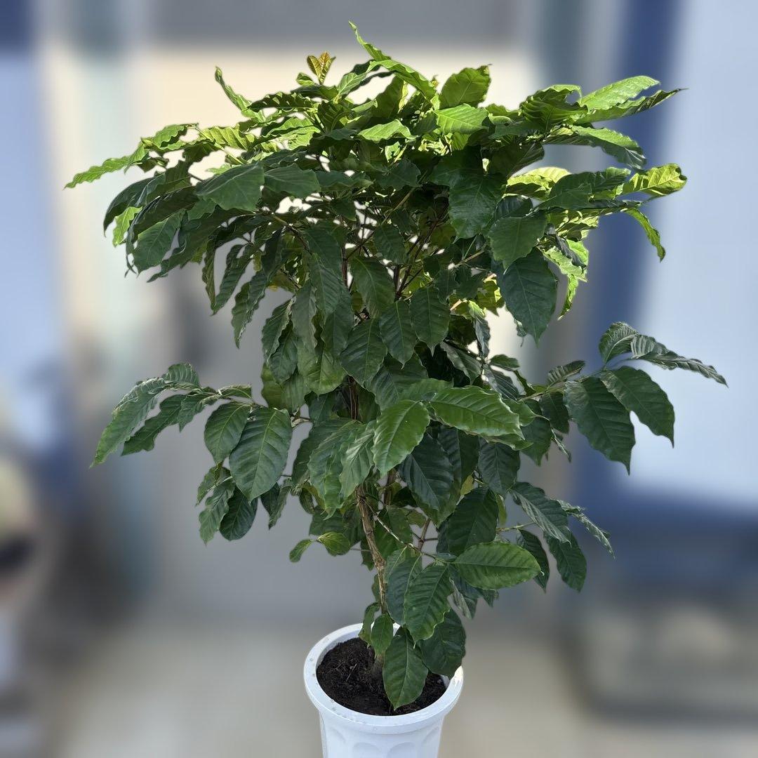 ダイナミックなコーヒーの木 10号　140センチ