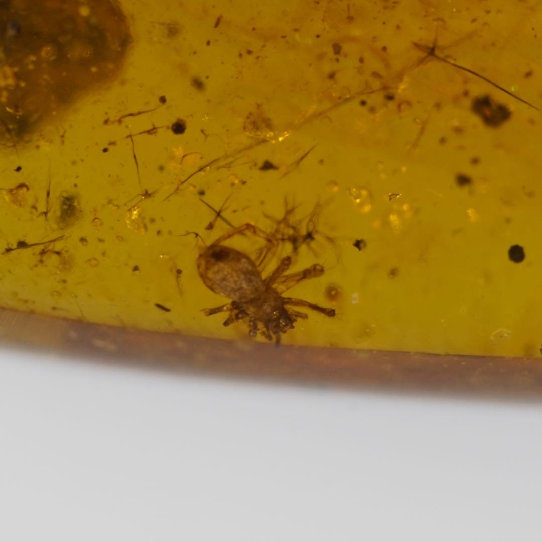 レア極上品TT0033花虫入り琥珀化石ミャンマーカムティかタナイ産9900万年前